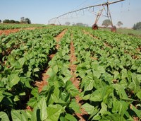 Clima impacta segunda safra em Goiás 